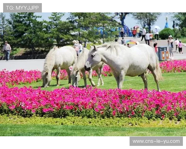 鄂尔多斯草原村排青少年排球邀请赛吸引60余支队伍，促进青少年交往